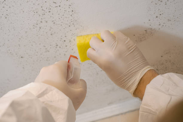Best Biohazard Mold Removal  in Beattyville, KY