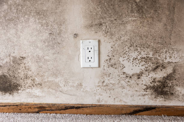 Environmental Consulting for Mold Prevention in Beattyville, KY